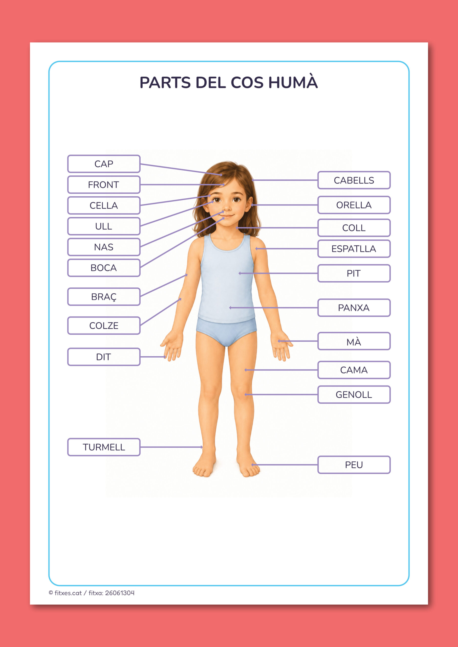 Solució de l'activitat per identificar les parts del cos humà per a 3r i 4t de Primària en català.