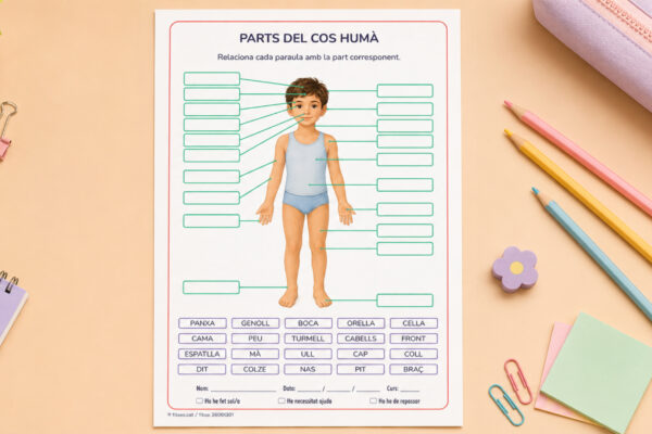 Fitxa per identificar les parts del cos humà per a 3r i 4t de Primària en català.