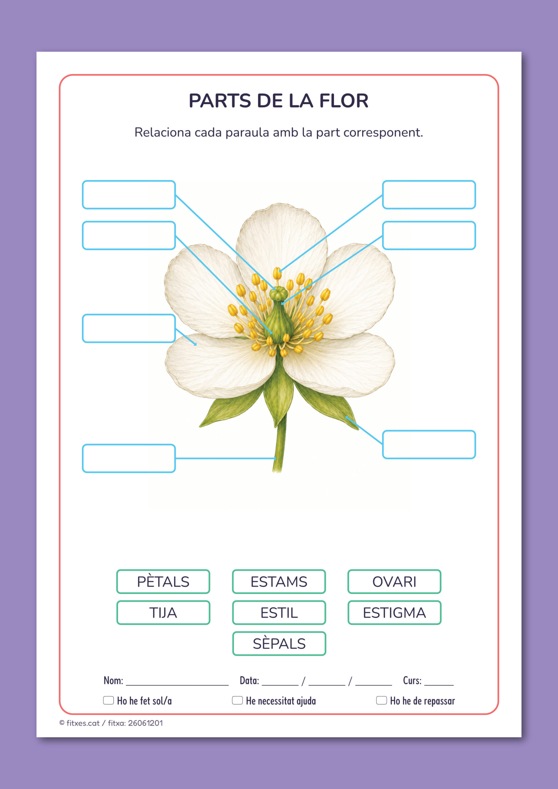 Activitat imprimible per relacionar les parts de la flor amb el seu nom per a 3r i 4t de Primària en català.
