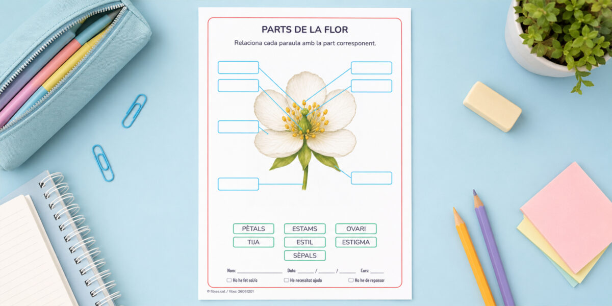 Fitxa per identificar les parts de la flor per a 3r i 4t de Primària en català.