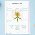 Fitxa per identificar les parts de la flor per a 3r i 4t de Primària en català.
