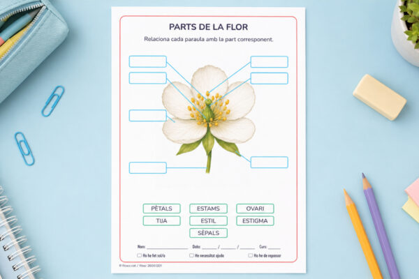 Fitxa per identificar les parts de la flor per a 3r i 4t de Primària en català.
