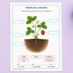 Fitxa per identificar les parts de la planta per a 1r i 2n de Primària en català.
