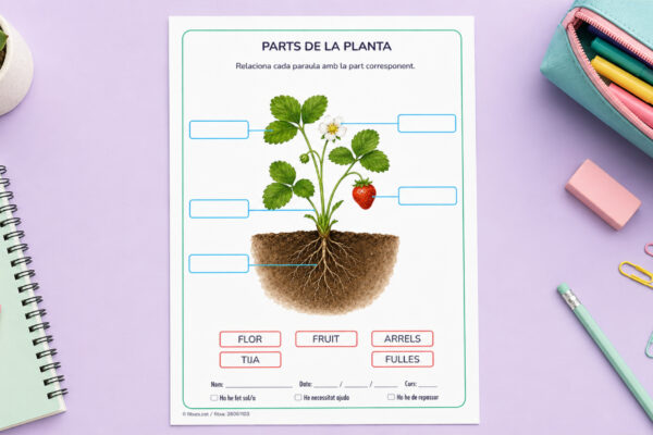 Fitxa per identificar les parts de la planta per a 1r i 2n de Primària en català.