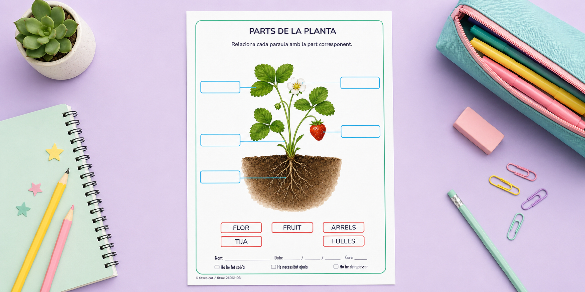Fitxa per identificar les parts de la planta per a 1r i 2n de Primària en català.