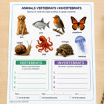 Fitxa per classificar animals vertebrats i invertebrats per a 3r de Primària en català.