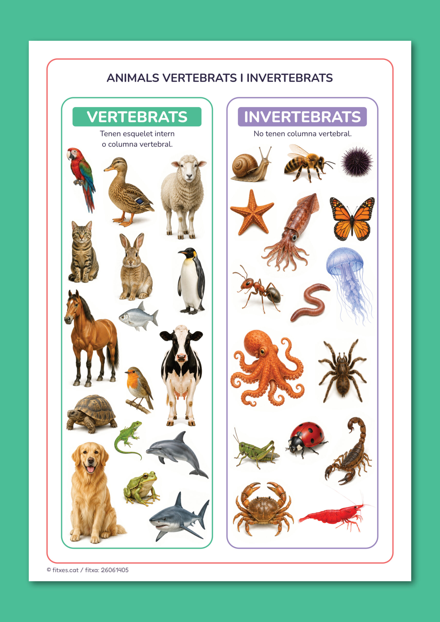 Pòster amb la classificació d'animals vertebrats i invertebrats per a 3r de Primària en català.